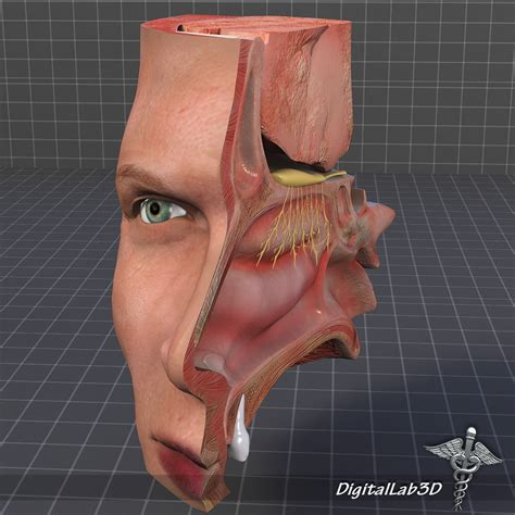 nasal cavity 3d model|3d sinus model.